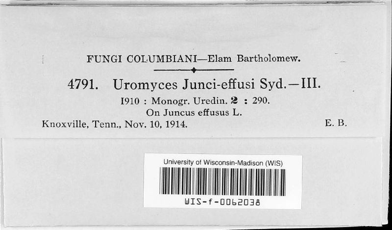 Uromyces junci-effusi image