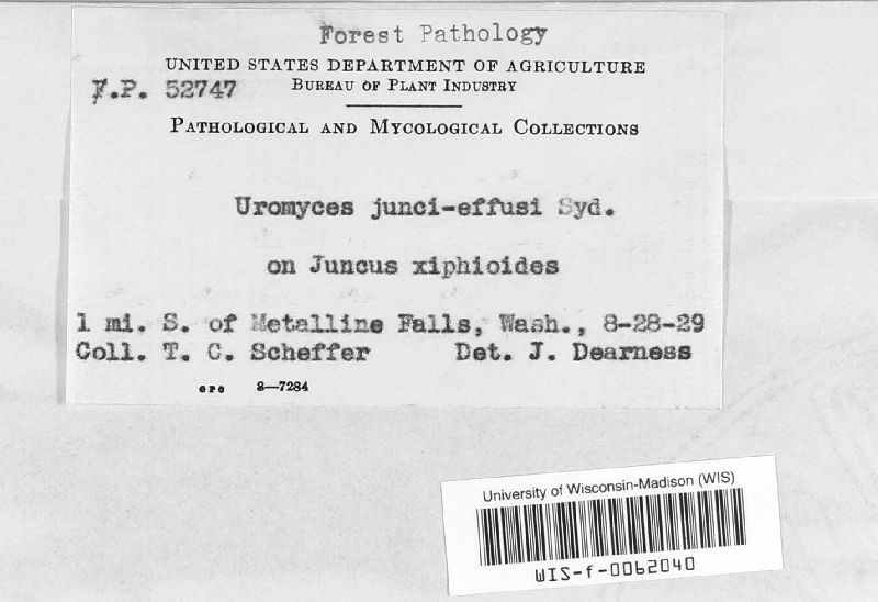 Uromyces junci-effusi image