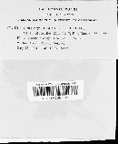 Uromyces lineolatus image