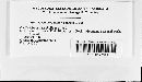 Uromyces minor image