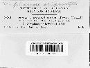 Uromyces appendiculatus image