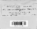 Uromyces appendiculatus image