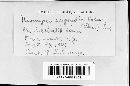 Uromyces appendiculatus image