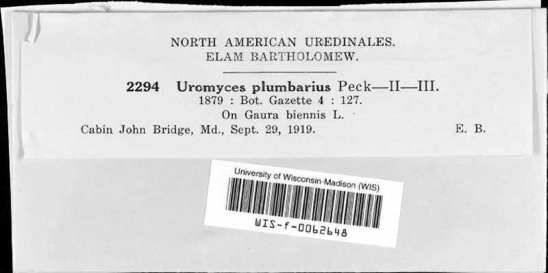 Uromyces plumbarius image