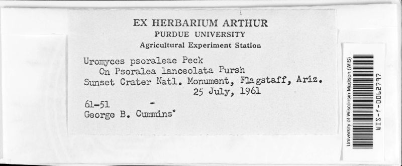 Uromyces psoraleae image