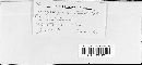 Uromyces silphii image