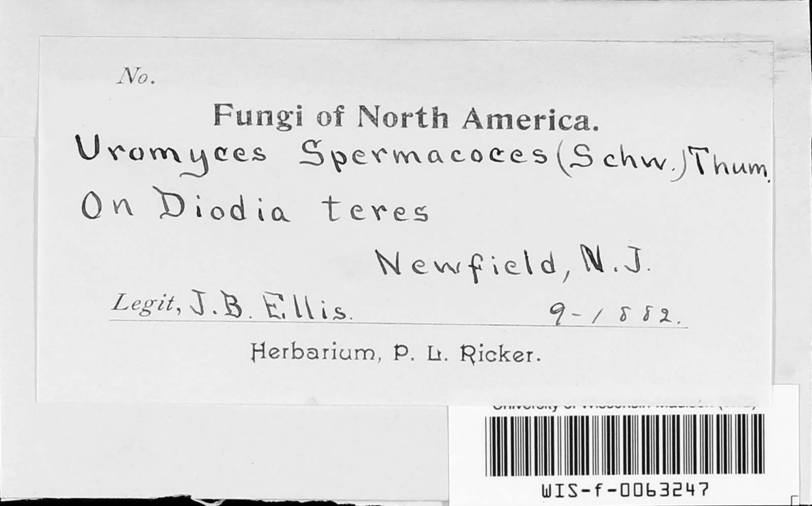 Uromyces spermacoces image