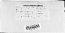Uromyces trifolii-repentis image
