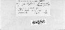 Uromyces triquetrus image