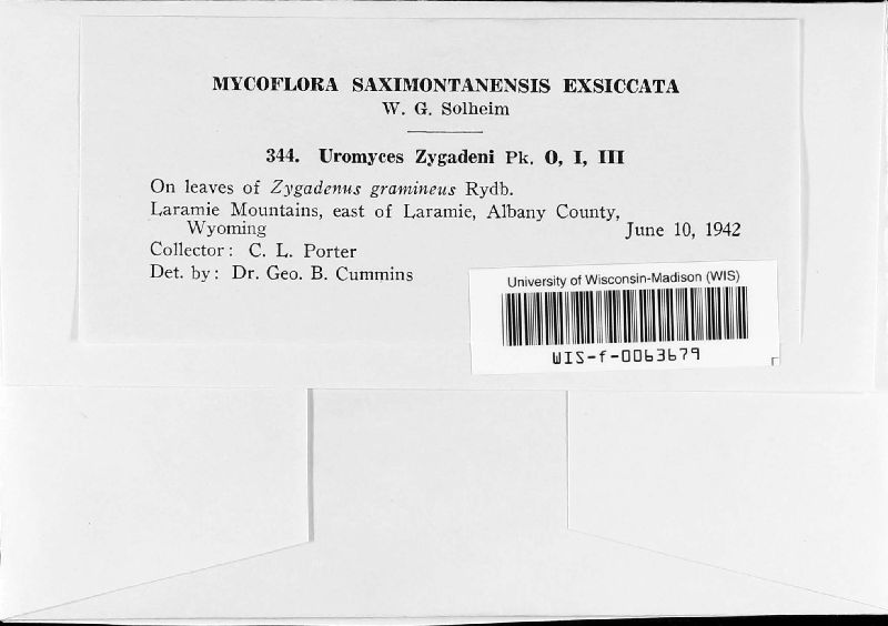 Uromyces zygadeni image
