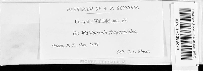 Ustacystis waldsteiniae image