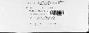 Ustilago bullata image