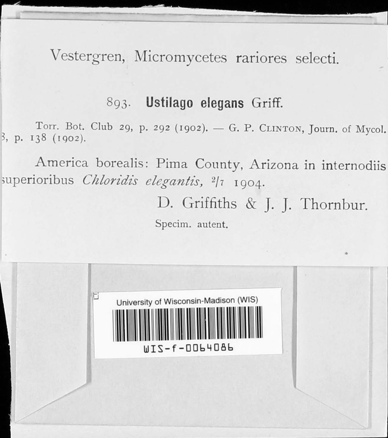 Ustilago elegans image