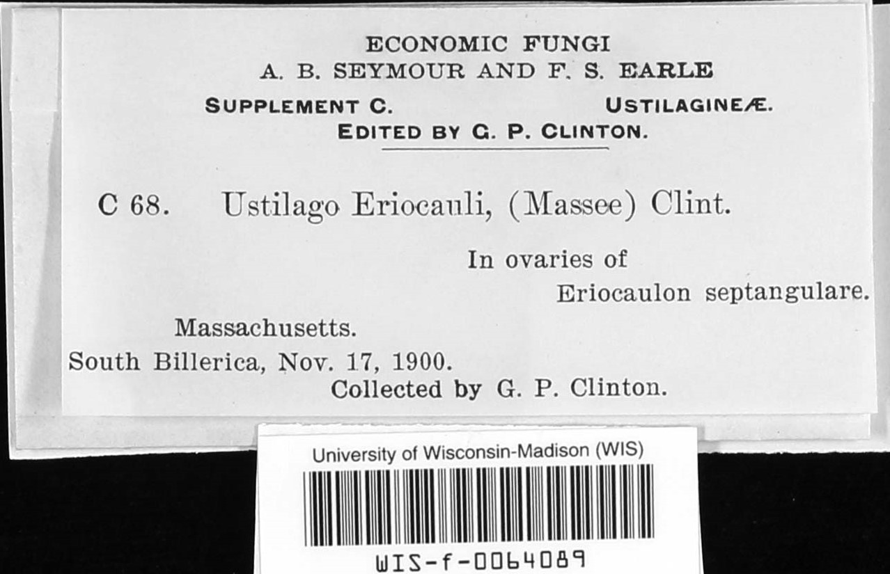 Eriocaulago image