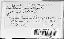 Ustilago heufleri image