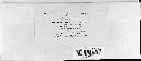 Ustilago filiformis image