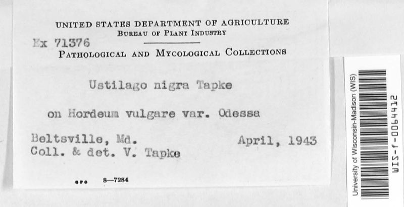 Ustilago nigra image