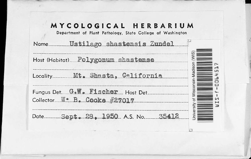 Microbotryum shastense image