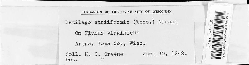Ustilago striiformis image