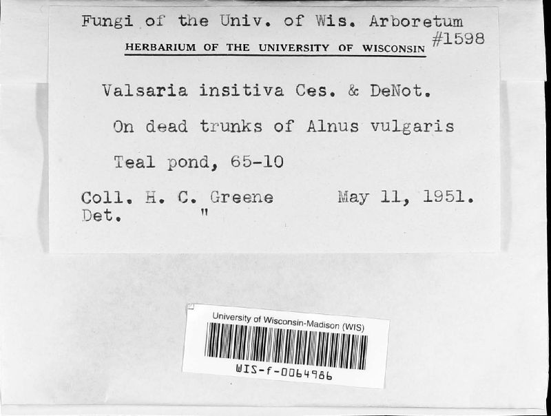 Valsaria image