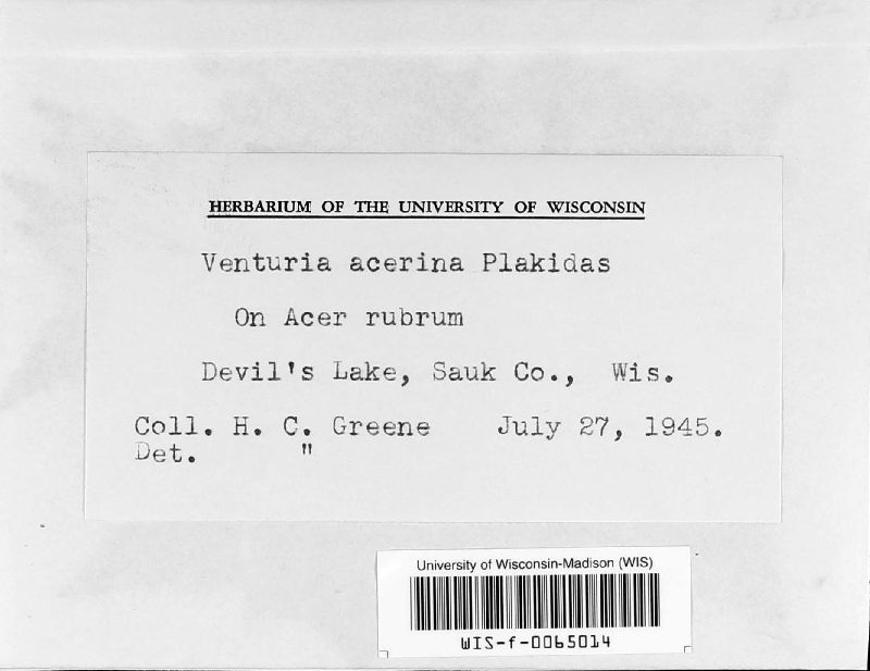 Venturia acerina image
