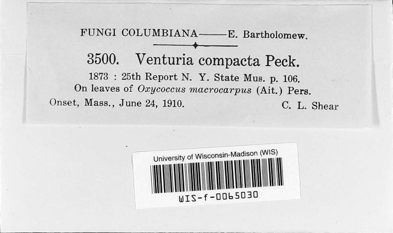 Venturia compacta image