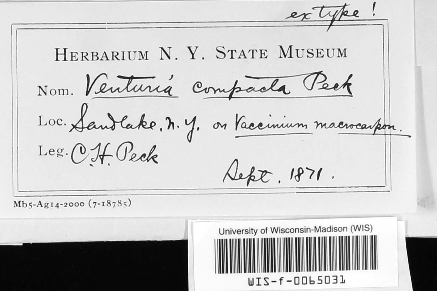 Venturia compacta image