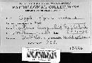 Venturia inaequalis image