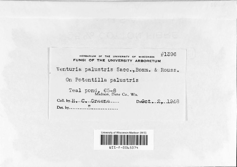 Venturia palustris image