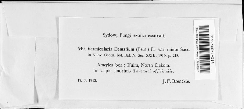 Vermicularia dematium f. minor image