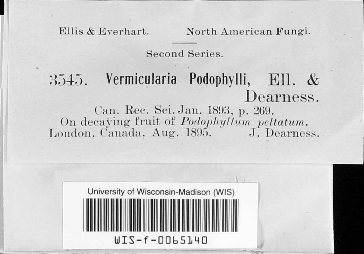 Vermicularia podaphylli image