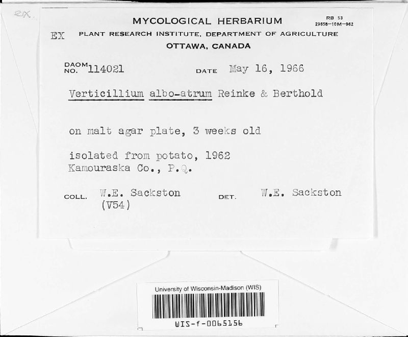 Verticillium albo-atrum image