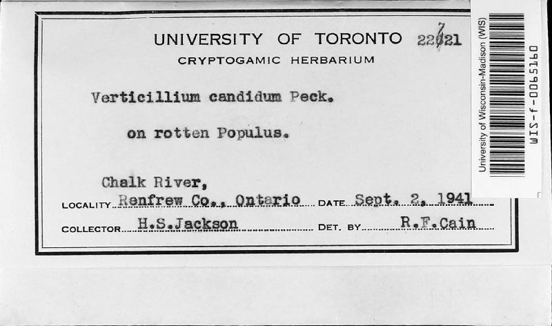 Verticillium candidulum image