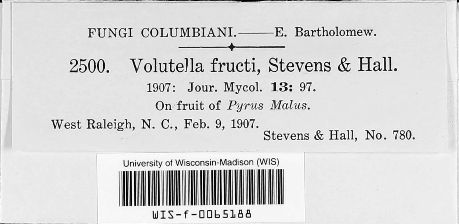 Colletotrichum fructi image