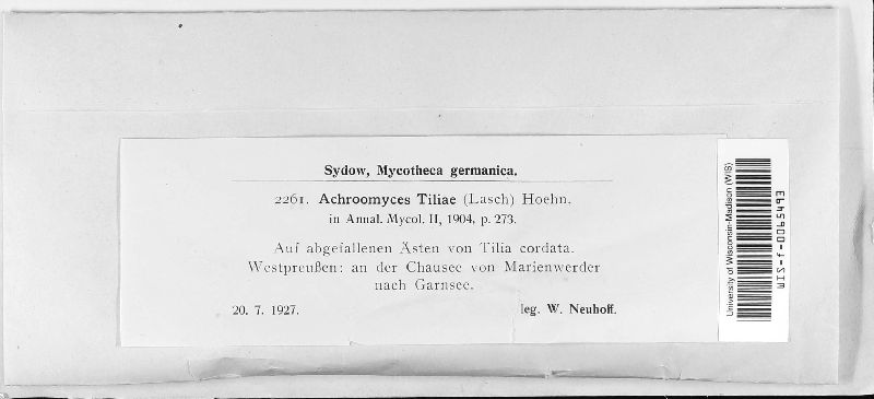 Achroomyces tiliae image