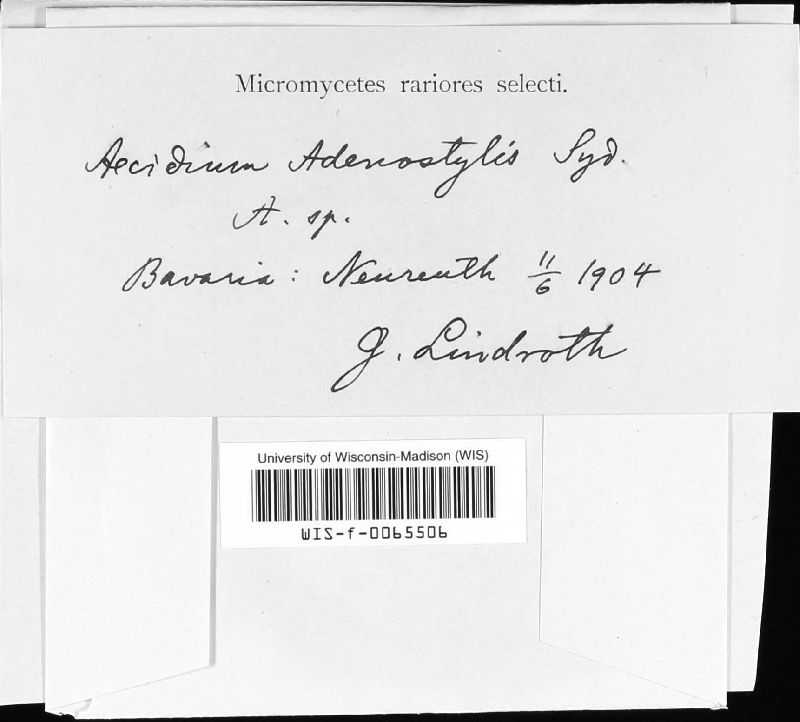 Aecidium adenostylis image
