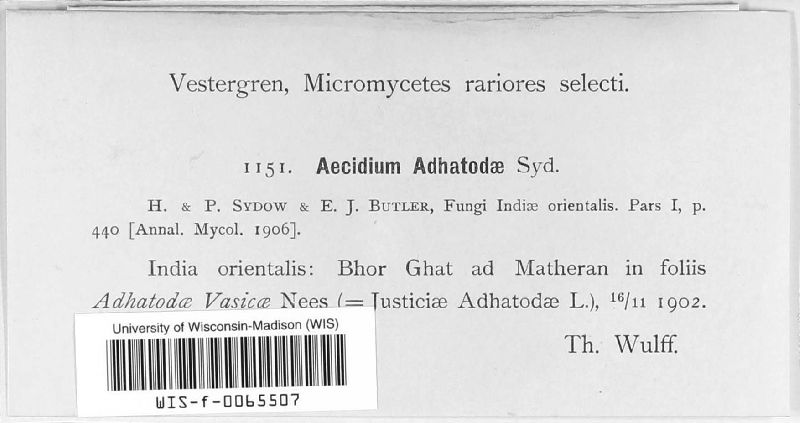Aecidium adhatodae image