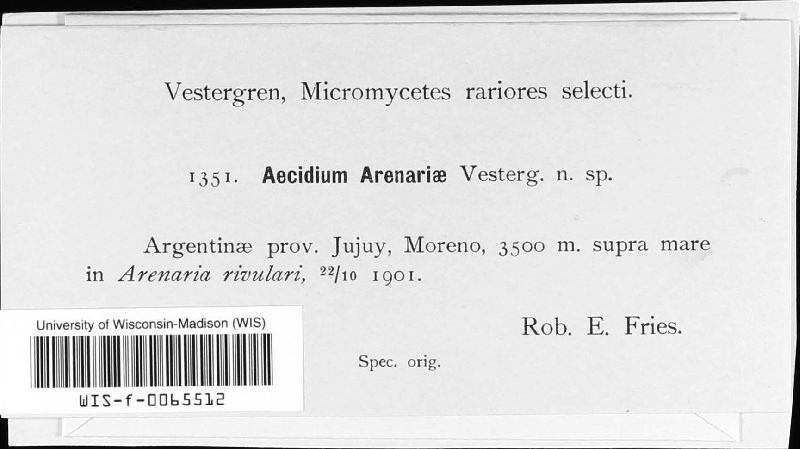 Aecidium arenariae image