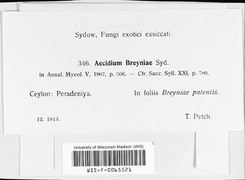 Aecidium breyniae image