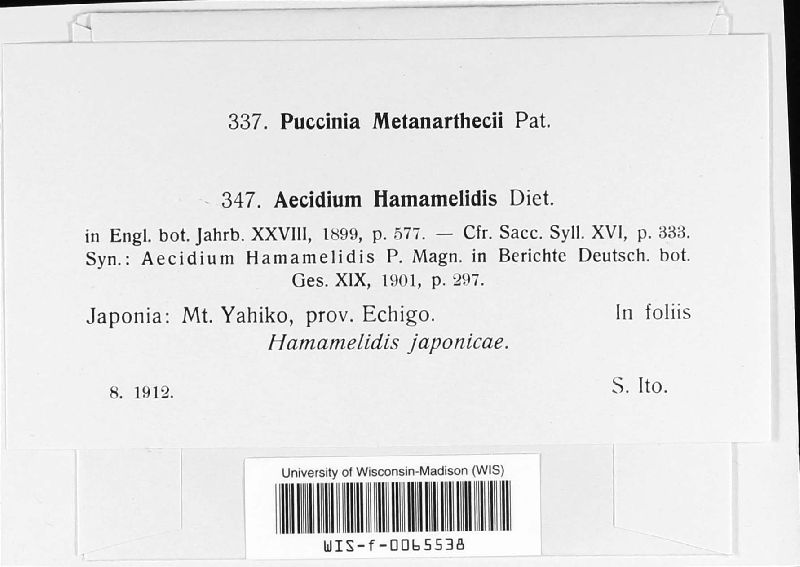 Aecidium hamamelidis image