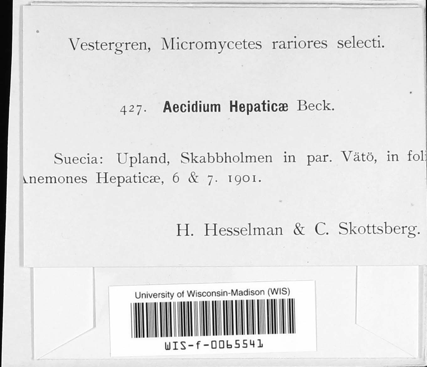 Aecidium hepaticae image