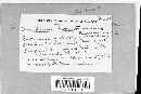Aecidium hornotinum image