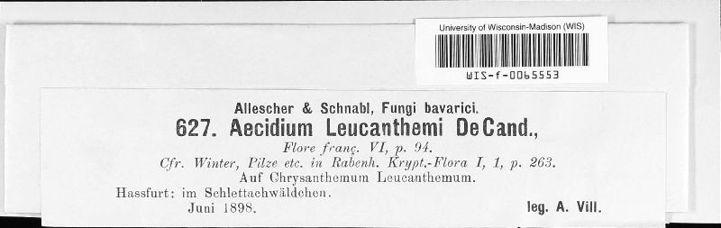 Aecidium leucanthemi image
