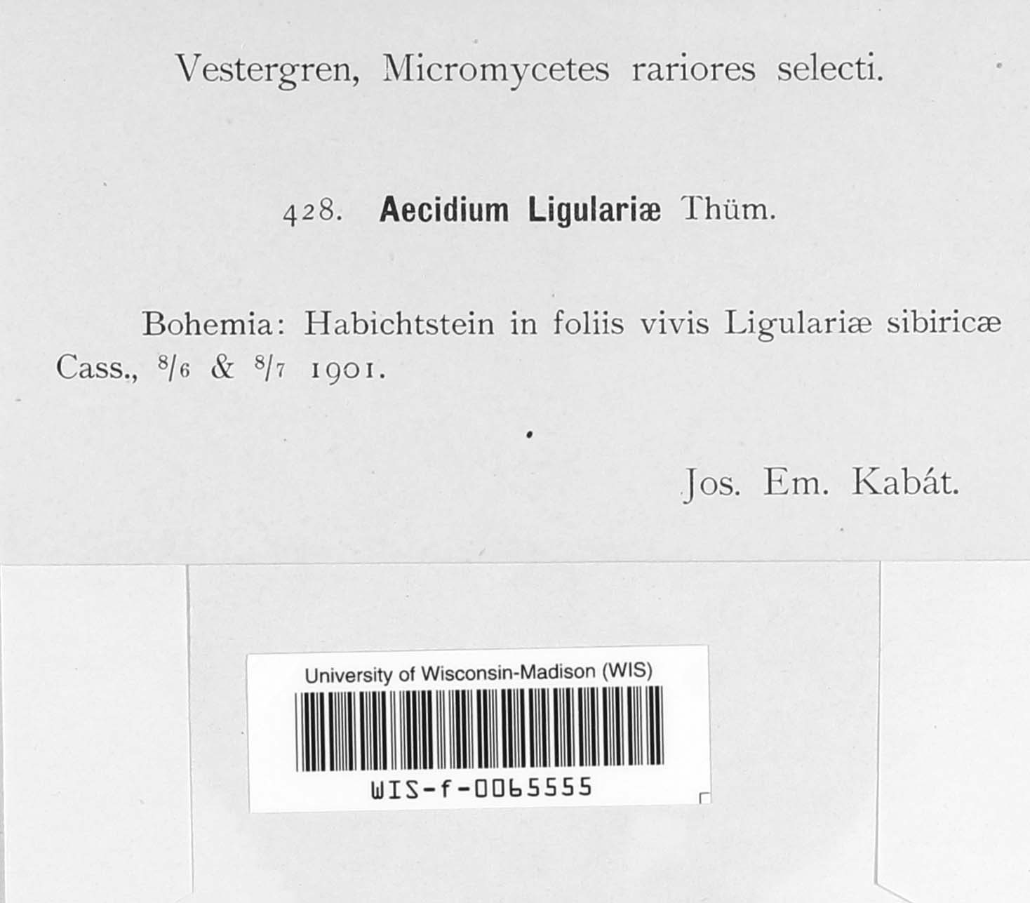 Aecidium ligulariae image