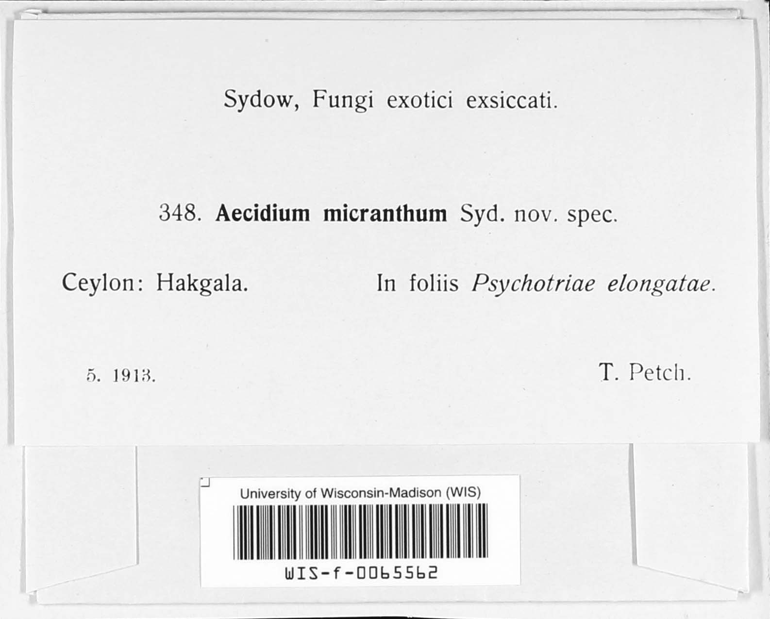 Aecidium micranthum image