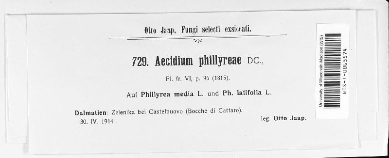 Aecidium phillyreae image