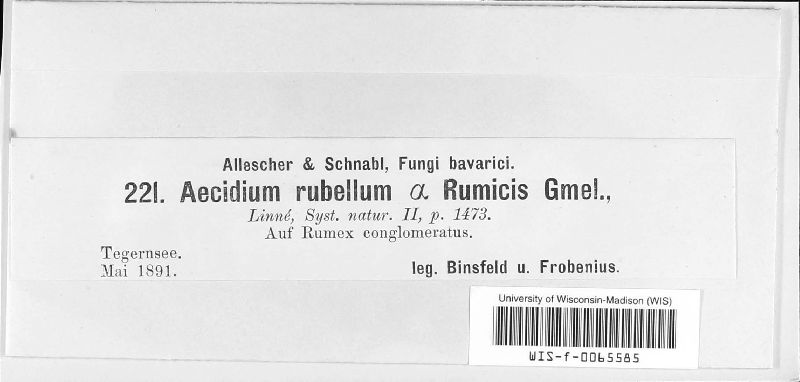 Aecidium rubellum var. rumicis image