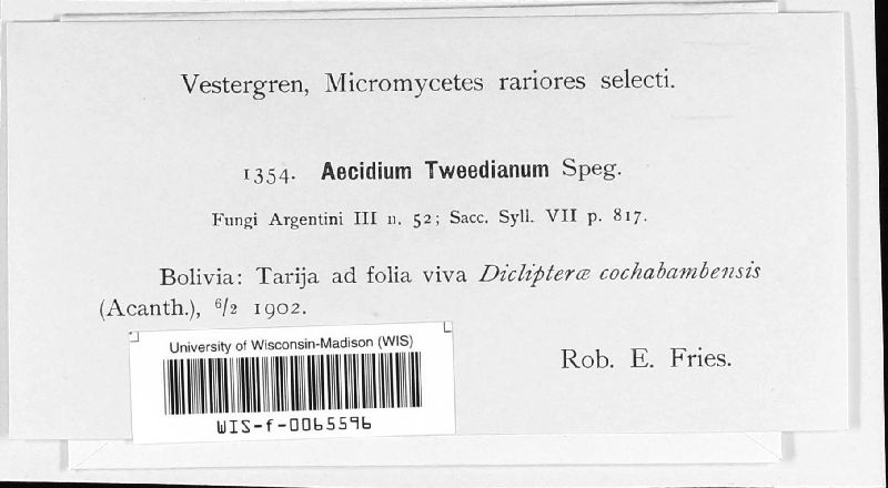 Puccinia tweediana image