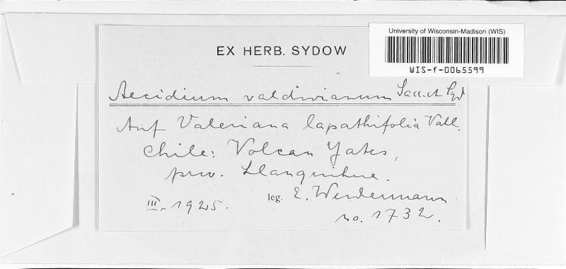 Aecidium valdivianum image