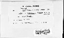 Albugo candida image